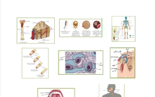 رسومات أحياء الصف الحادي عشر علمي الفصل الثاني
