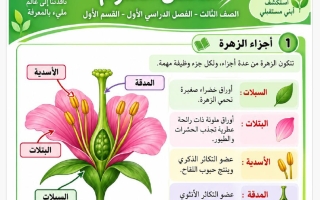 تلخيص علوم الصف الثالث الفصل الأول أ ياسمين الرشيدي