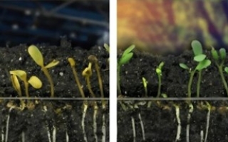 مشروع علوم تاسع &rlm;تأثير الضوء على النبات&lrm;