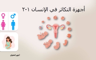 مذكرة درس أجهزة التكاثر في الإنسان علوم الصف التاسع الفصل الأول أ نوير الحنيان
