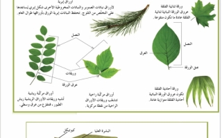 رسومات القصير أحياء الصف الحادي عشر الفصل الأول