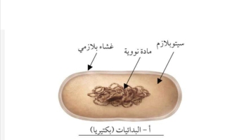 رسومات الاختبار القصير أحياء الصف العاشر الفصل الأول