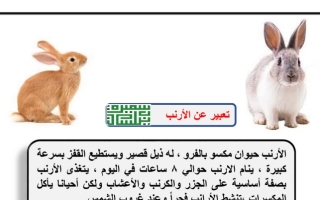 موضوع تعبير (الأرنب) عربي رابع ابتدائي ف2 #أ. سميرة بيلسان